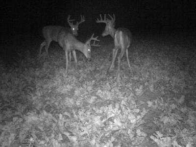 Deer food plot at night